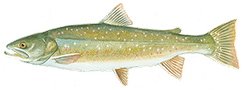 Dolly Varden